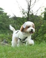 Black Bow-3D Motif Pet Sweater - Image 4