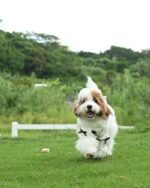 Black Bow-3D Motif Pet Sweater - Image 5