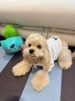 Beige Bliss Frenchie Hoodie - Image 5